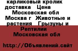 карликовый кролик.   доставка › Цена ­ 1 000 - Московская обл., Москва г. Животные и растения » Грызуны и Рептилии   . Московская обл.